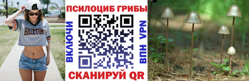 Купить закладки  Сланцы  Галлюциногенные грибы GOLDEN TEACHER 